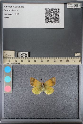 Media type: image;   Entomology 193816
